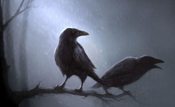 Crow Wallpapers Backgrounds
