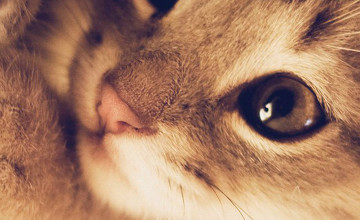 Cute Animal iPhone Wallpapers