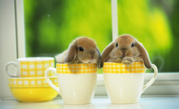 Cute Baby Bunnies Wallpapers