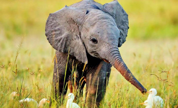Cute Baby Elephant