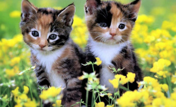 Cute Baby Kittens Wallpapers