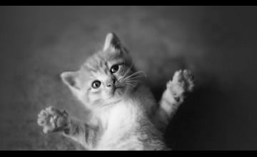Cute Black And White