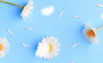 Cute Blue Floral iPhone Wallpapers
