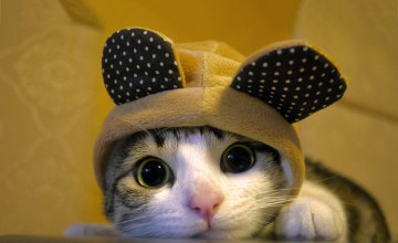 Cute Cat Dressed