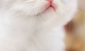 Cute Cat Pfp