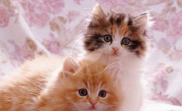 Cute Cats and Kittens Wallpaper