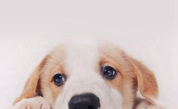 Cute Dog Phone Wallpapers