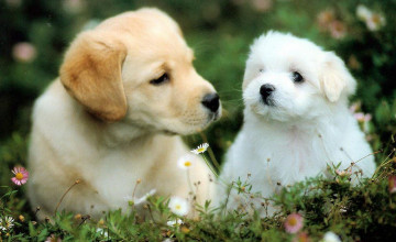 Cute Dogs Backgrounds