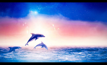 Cute Dolphin