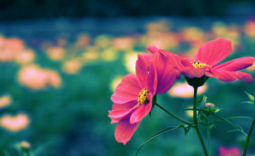 Cute Flower Background