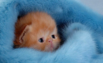 Cute Fuzzy