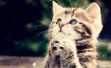 Cute Kitten Backgrounds