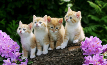 Cute Kitten Desktop Wallpapers
