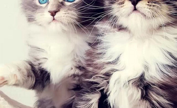 Cute Kitten iPhone Wallpaper