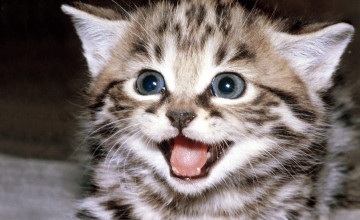Cute Kitten Pictures Wallpaper