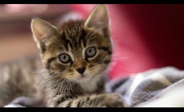 Cute Kittens HD