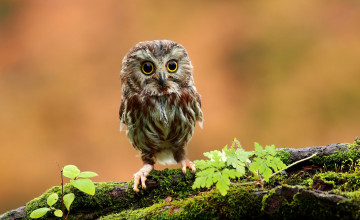 Cute Owl HD