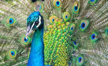 Cute Peacock Wallpapers