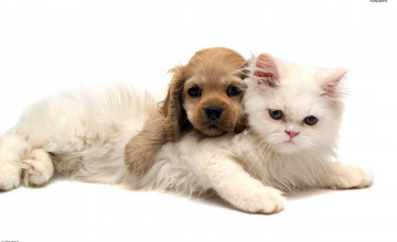 Cute Pets Wallpapers