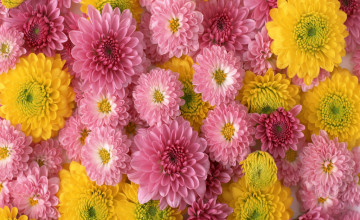 Cute Pretty Flowers Wallpapers