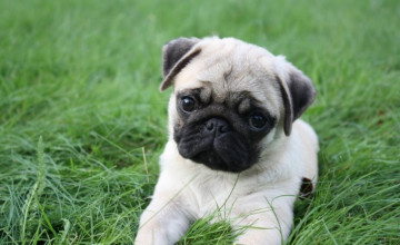 Cute Pug Puppies Wallpapers