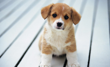 Cute Puppies Desktop Wallpaper