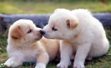 Cute Puppies Funny Wallpaper