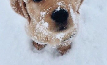 Cute Puppies Winter