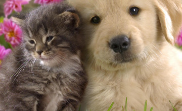 Cute Puppy and Kitten