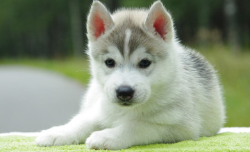 Cute Puppy Wallpapers for Computer