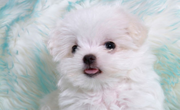 Cute Puppy HD