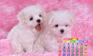 Cute Puppy Wallpapers Free Download