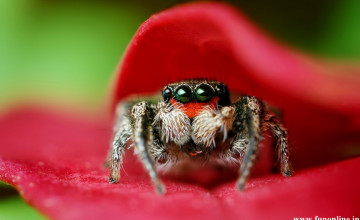 Cute Spider