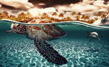 Cute Turtle