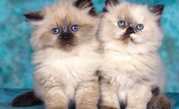 Cute of Kittens