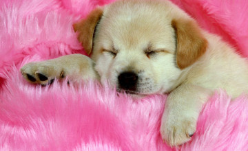 Cute Wallpapers of Puppies