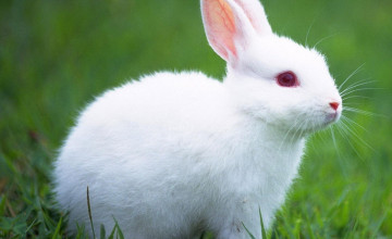 Cute White Baby Rabbits Wallpapers