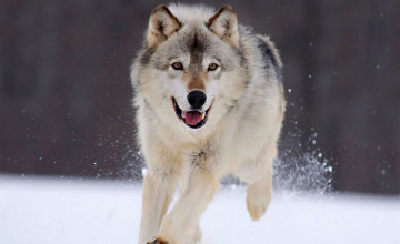 Cute Wolfs Wallpapers