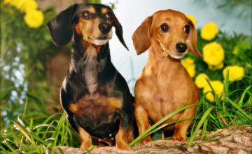 Dachshund Wallpapers Free