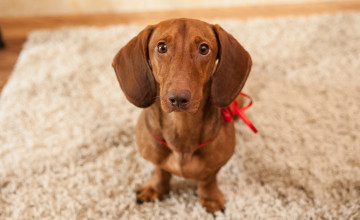 Dachshund Wallpapers