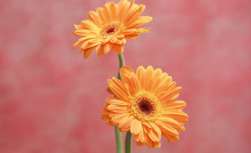 Daisy Flowers Wallpapers for Desktop