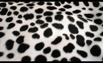 [39+] Dalmatian Spots Wallpapers | WallpaperSafari