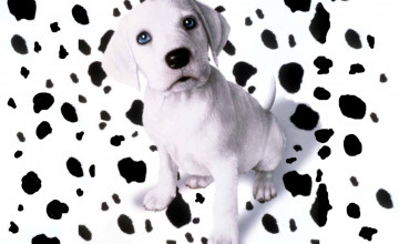 Dalmation Wallpapers