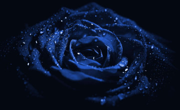 Dark Blue Rose Abstract
