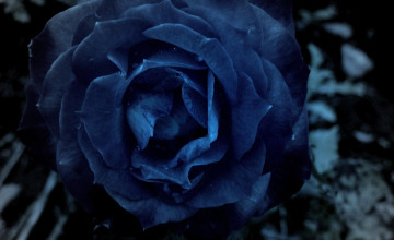 Dark Blue Roses Wallpaper