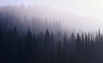 Dark Forest Desktop Wallpaper