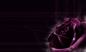Dark Purple Roses Wallpaper