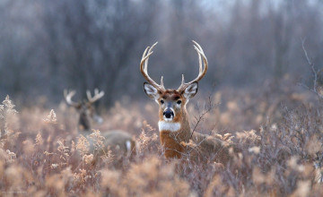 Deer Backgrounds