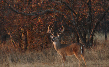 Deer Hunting Desktop Wallpaper