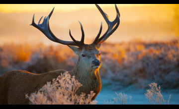 Deer Wallpapers